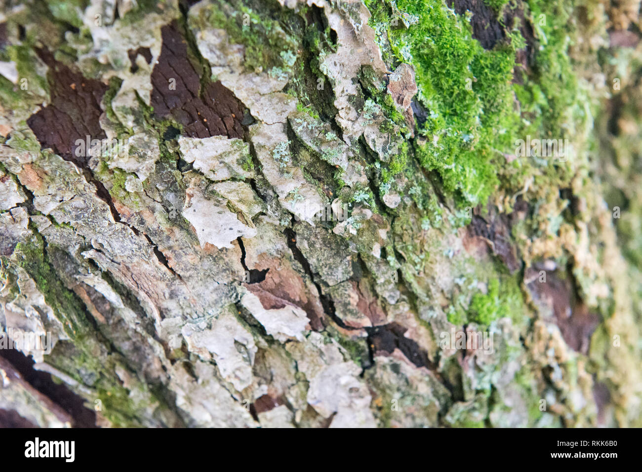 Nahaufnahme der braune Rinde mit grünem Moos Hintergrund auf einem Baum Stockfoto