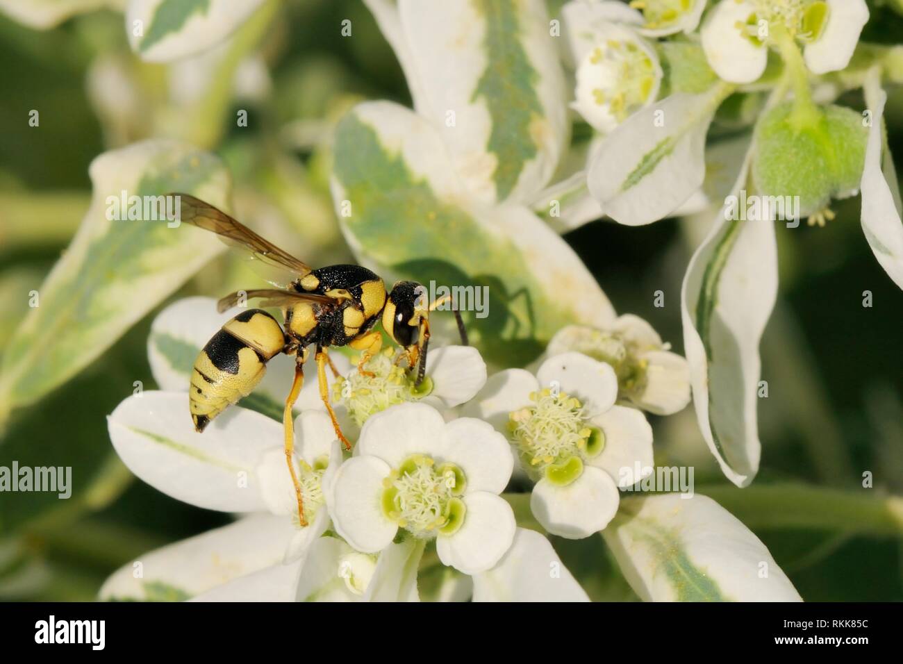 Potter Wasp (Euodynerus sp.) Fütterung auf Vielfarbige Wolfsmilch (Euphorbia marginata) Blumen, Lesbos/Lesbos, Griechenland, August. Stockfoto