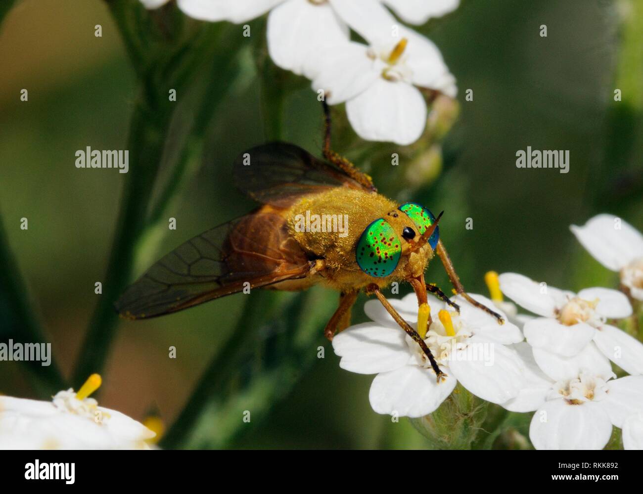 Deer fly (Silvius alpinus) mit grünen Augen Nektar - Beschickung von Blumen. Spanischen Pyrenäen. Stockfoto
