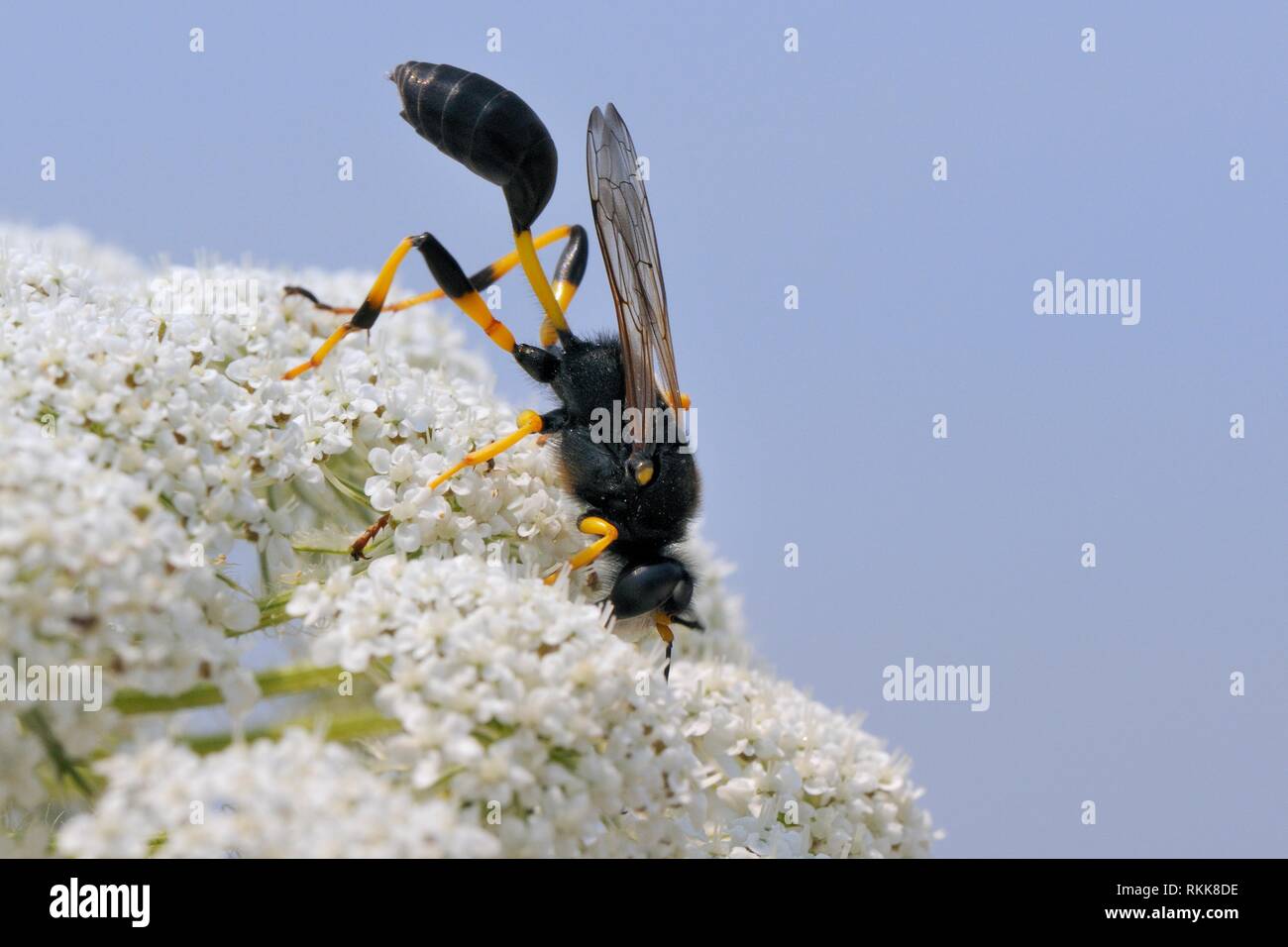 Schlamm dauber Wasp (Sceliphron destillatorium) Einziehen auf wilde Möhre/Queen Anne's Lace (Daucus carota) Blumen, Lesbos/Lesbos, Griechenland, Juni. Stockfoto
