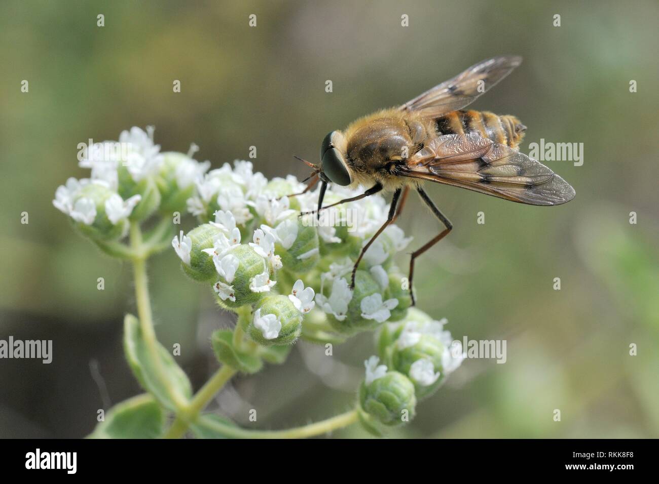 Eine streng Nektar - Fütterung Arten von Pferd fliegen (Pangonius pyritosus) mit einem sehr langen Rüssel Nahrungssuche auf Kretischer Oregano (Origanum onites) Blumen, Stockfoto