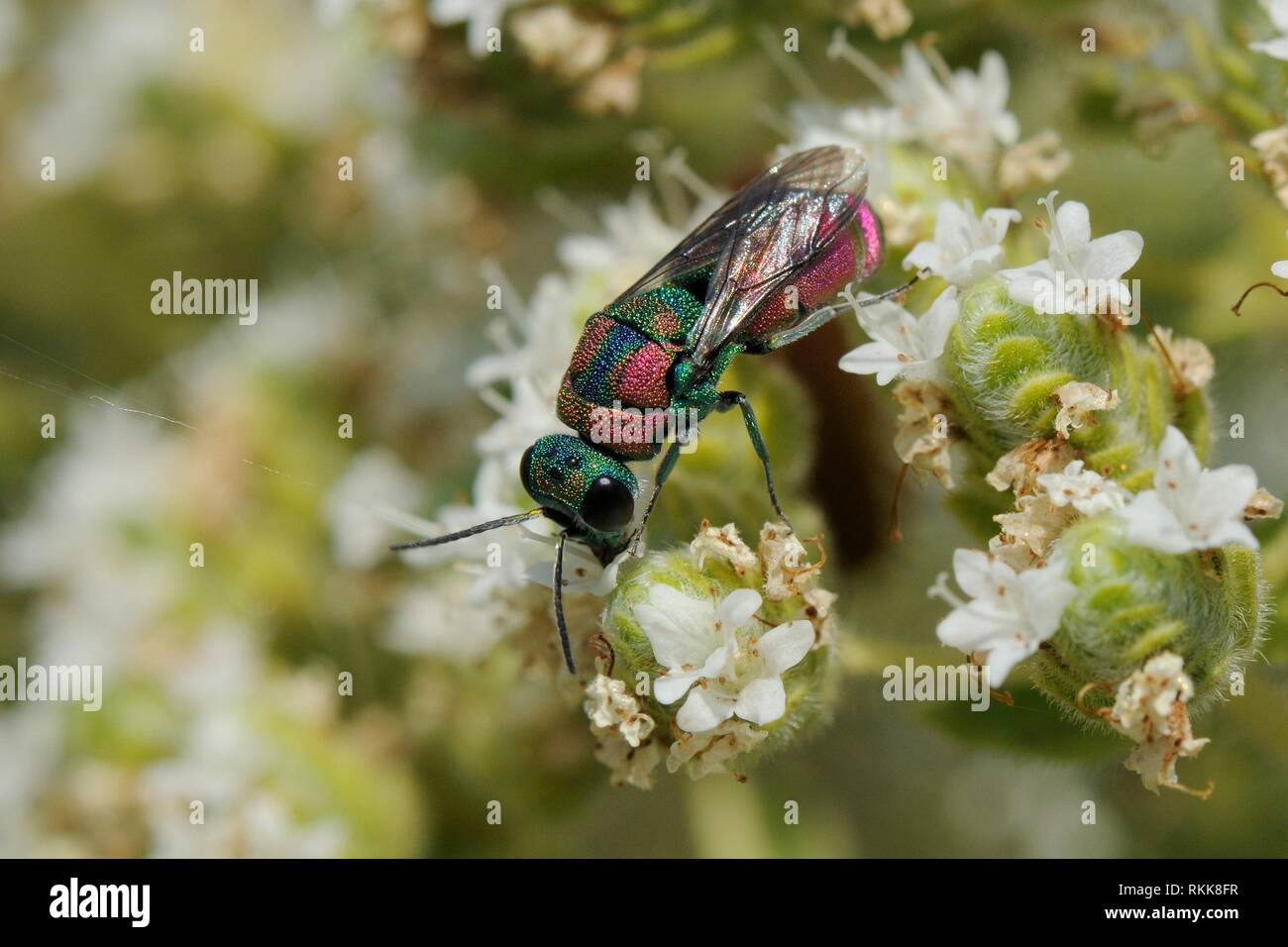 Ruby - Wespe/Kuckuck Wasp-tailed/Juwel Wasp (Pseudospinolia marqueti) Fütterung mit kretischer Oregano (Origanum onites) Blumen, Lesbos/Lesbos, Griechenland Stockfoto