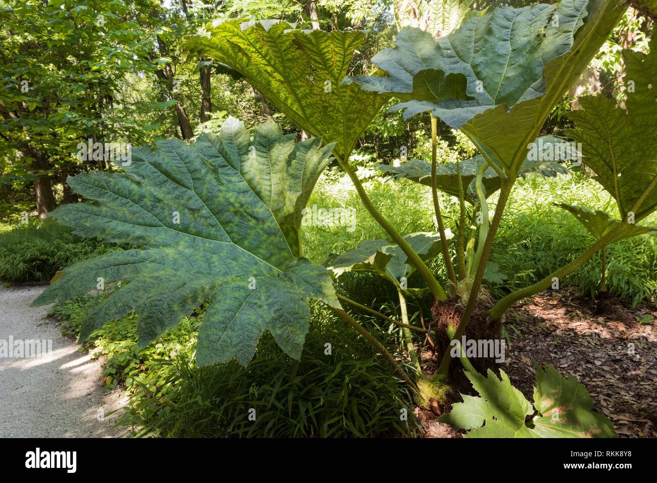 Gunnera Die Aussieht Wie Riesige Rhabarber Wachst Botanischer