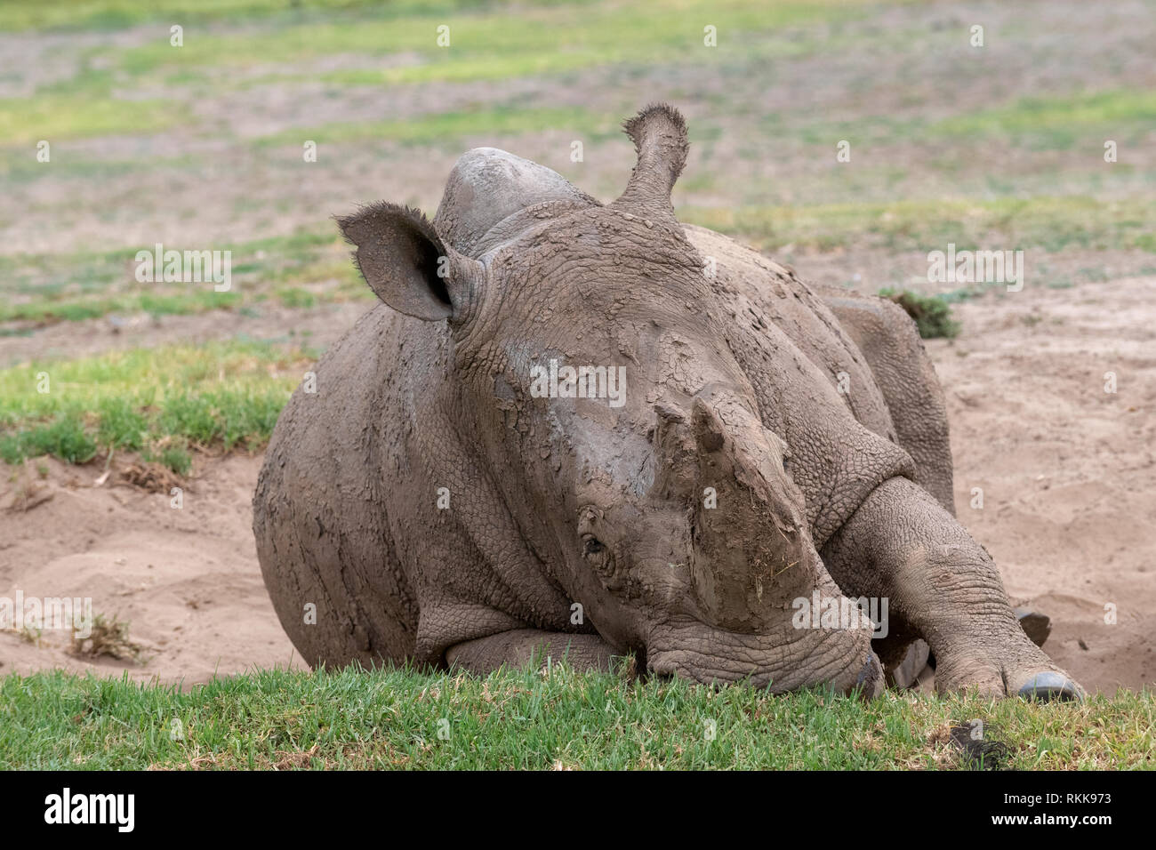 Ein weißes Nashorn an der Werribee Open Range Zoo ruht. Die Art gilt als potenziell gefährdet. Stockfoto