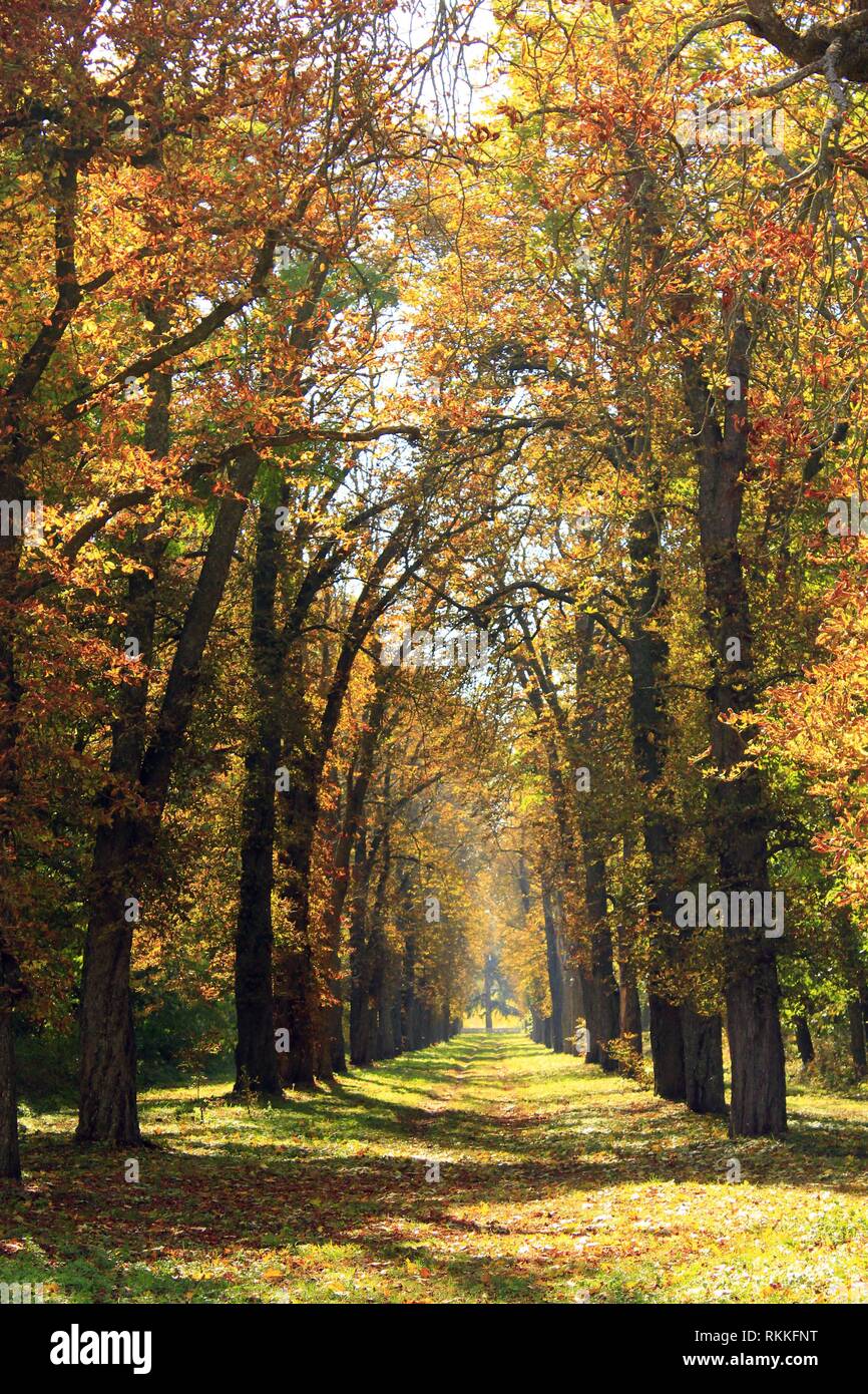 Herbst Park mit schönen Bäumen gelbe und rote Laub abgedeckt. Saisonale spezifisch. Bunte Bäume mit Pfad im Herbst Park. Stockfoto