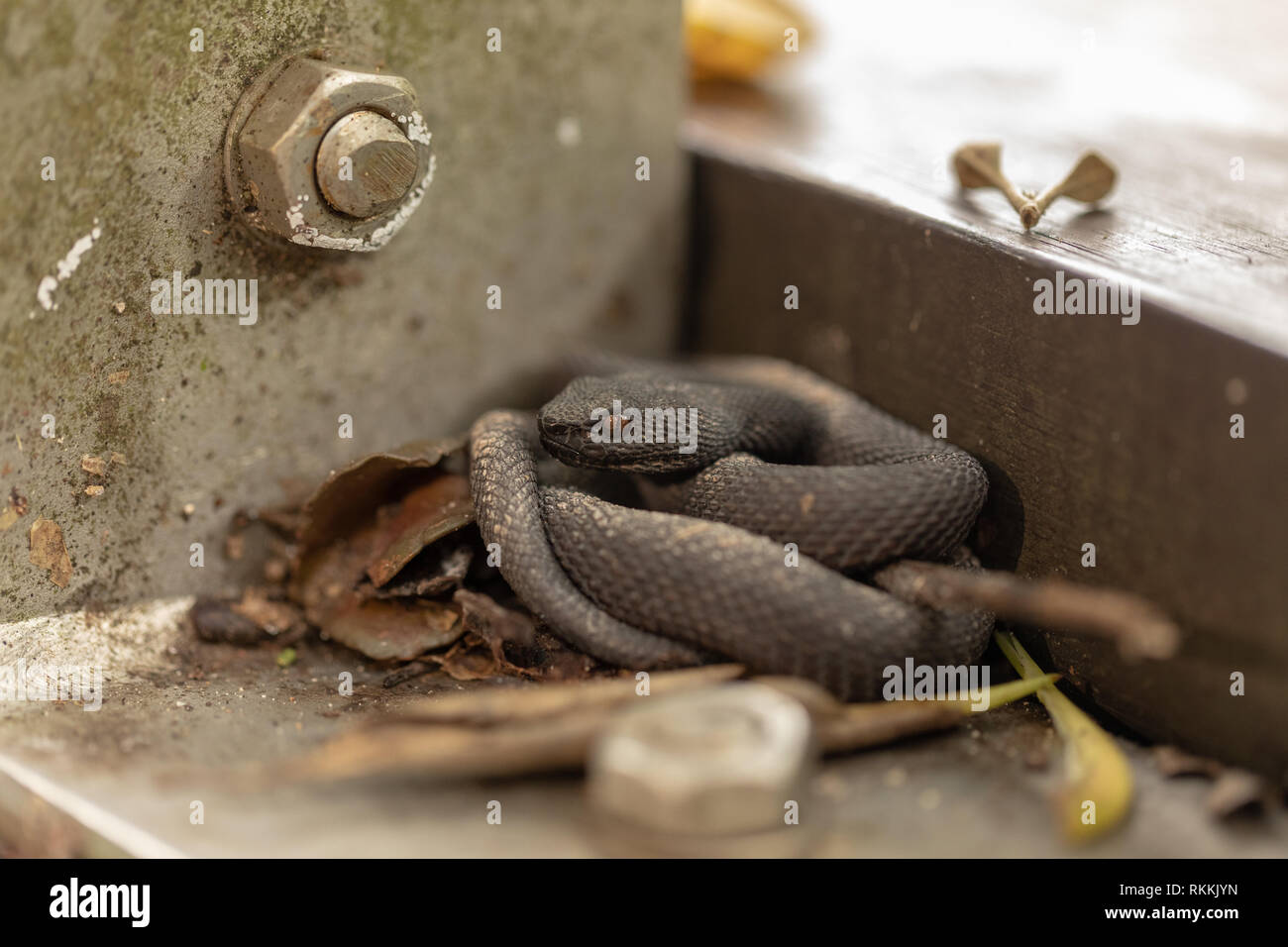 Kleine Mangroven Pit Viper, ein älterer Name purpureomaculatus, die von der Promenade Geländer ruht. Stockfoto