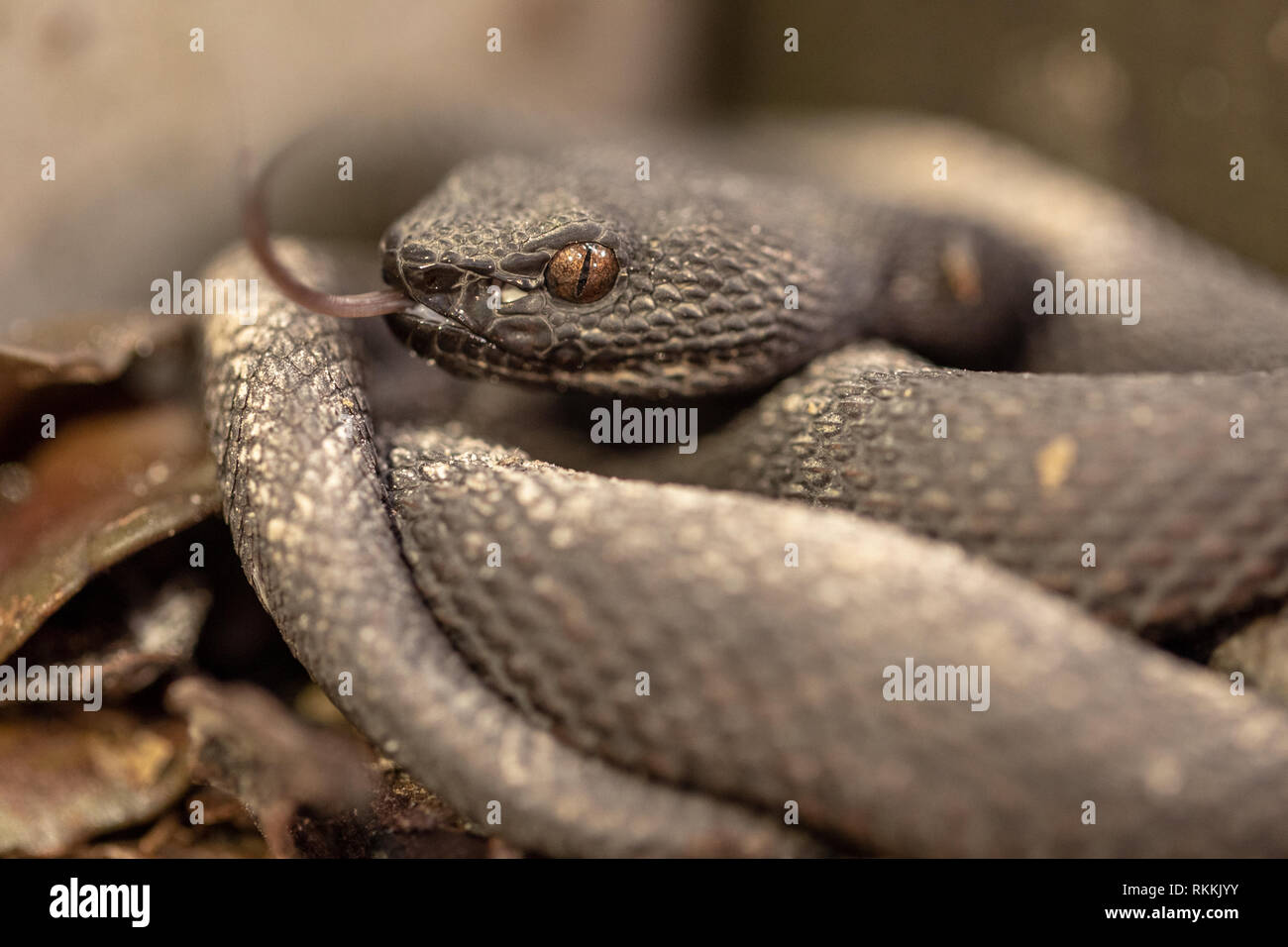 Kleine Mangroven Pit Viper, ein älterer Name purpureomaculatus, die von der Promenade Geländer ruht. Stockfoto