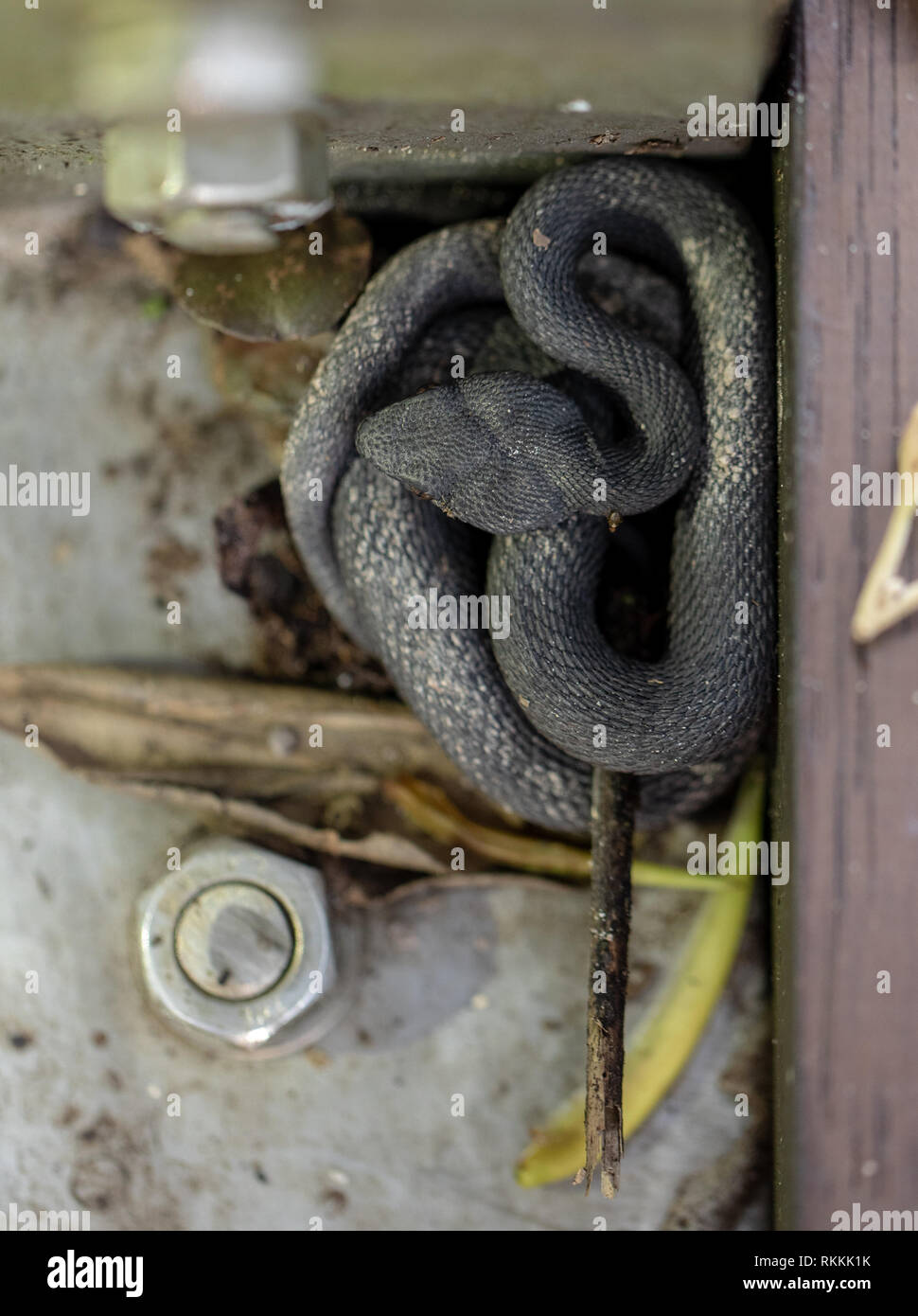 Kleine Mangroven Pit Viper, ein älterer Name purpureomaculatus, die von der Promenade Geländer ruht. Stockfoto