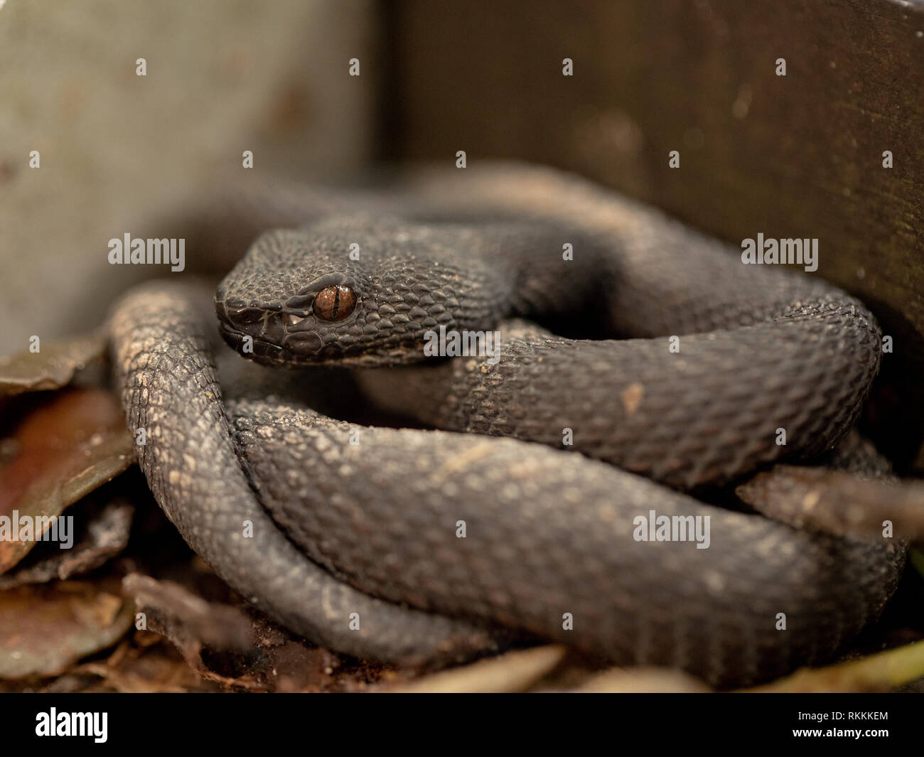 Kleine Mangroven Pit Viper, ein älterer Name purpureomaculatus, die von der Promenade Geländer ruht. Stockfoto