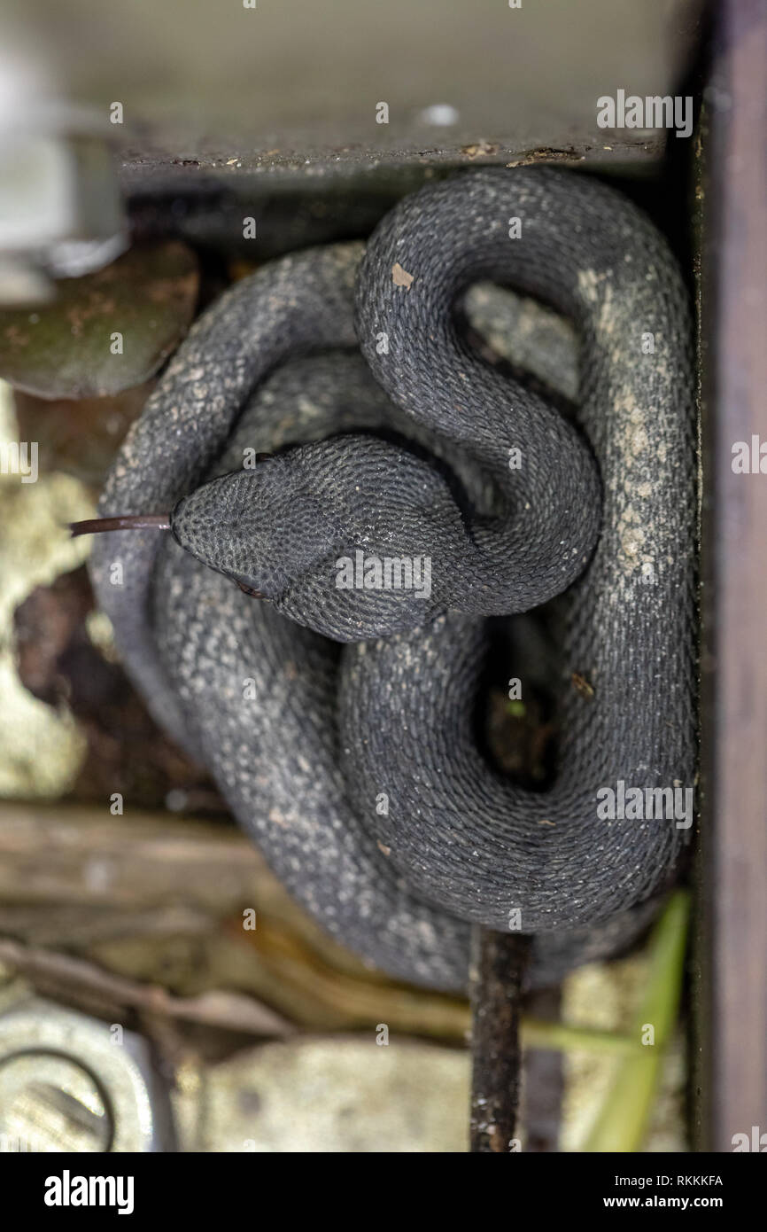 Kleine Mangroven Pit Viper, ein älterer Name purpureomaculatus, die von der Promenade Geländer ruht. Stockfoto
