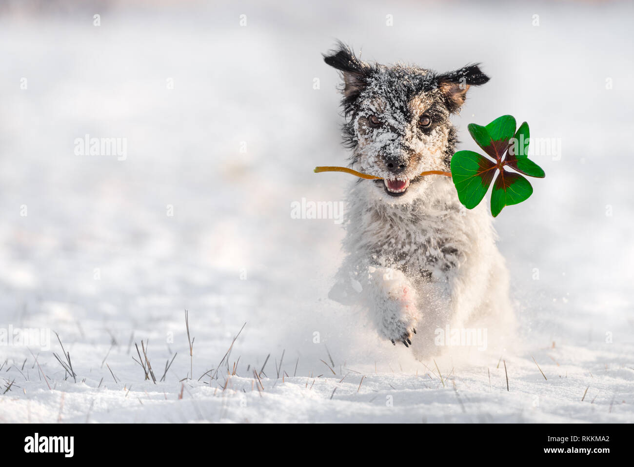 Jack Russell Terrier - bringt Glück in Form eines vierblättrigen Kleeblatt - Silvester mit Schnee Stockfoto