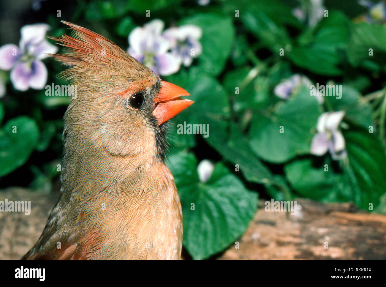 Weibliche kardinal Kardinal cardinalis, im Profil schließen, bis im Frühling mit blühenden Veilchen, Midwest USA Stockfoto