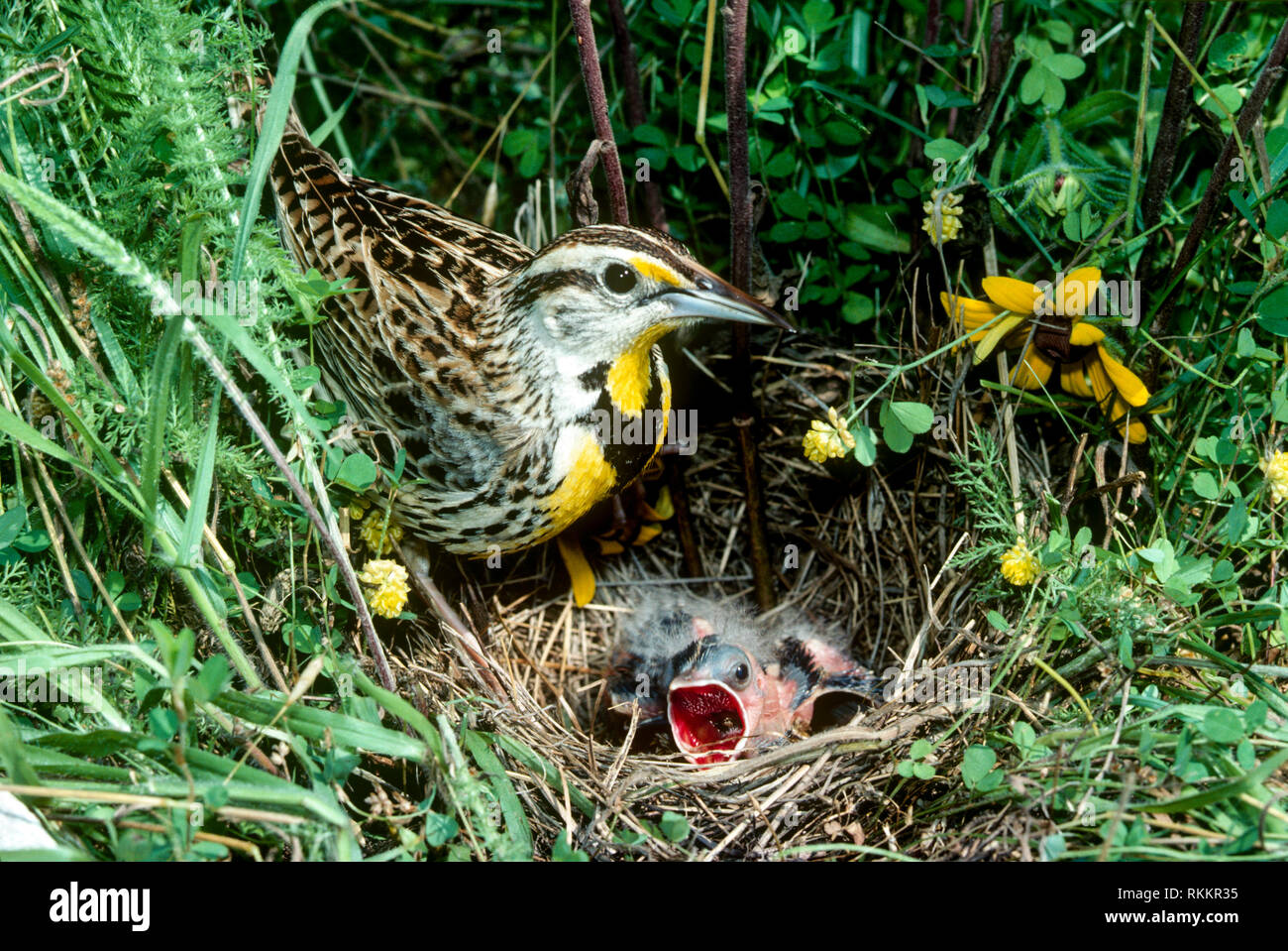 Eastern Meadowlark eingebettet mit Mutter in Gras und Mund weit offen versteckte, USA Stockfoto