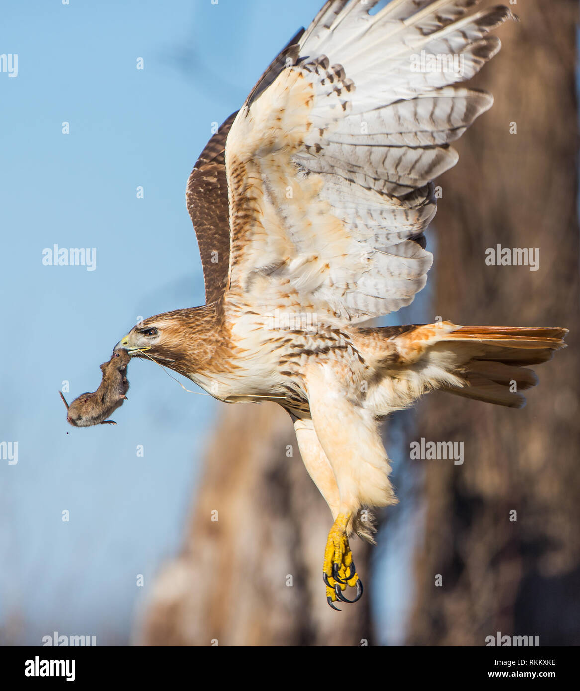 Red Tailed Hawk (Buteo Jamaicensis) im Flug mit einem gemeinsamen Feld mit der Maus. Sehr coole Erfahrung Zeuge dieses in Ashland Massachusetts. Stockfoto