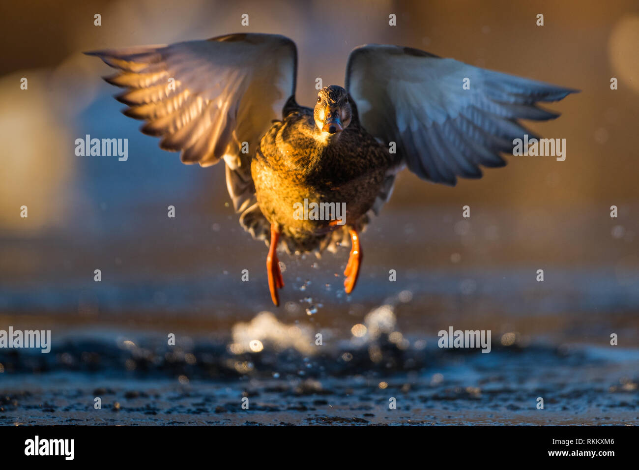 Weibliche stockente Sache Flug in Farm Pond Framingham Massachusetts. Stockfoto