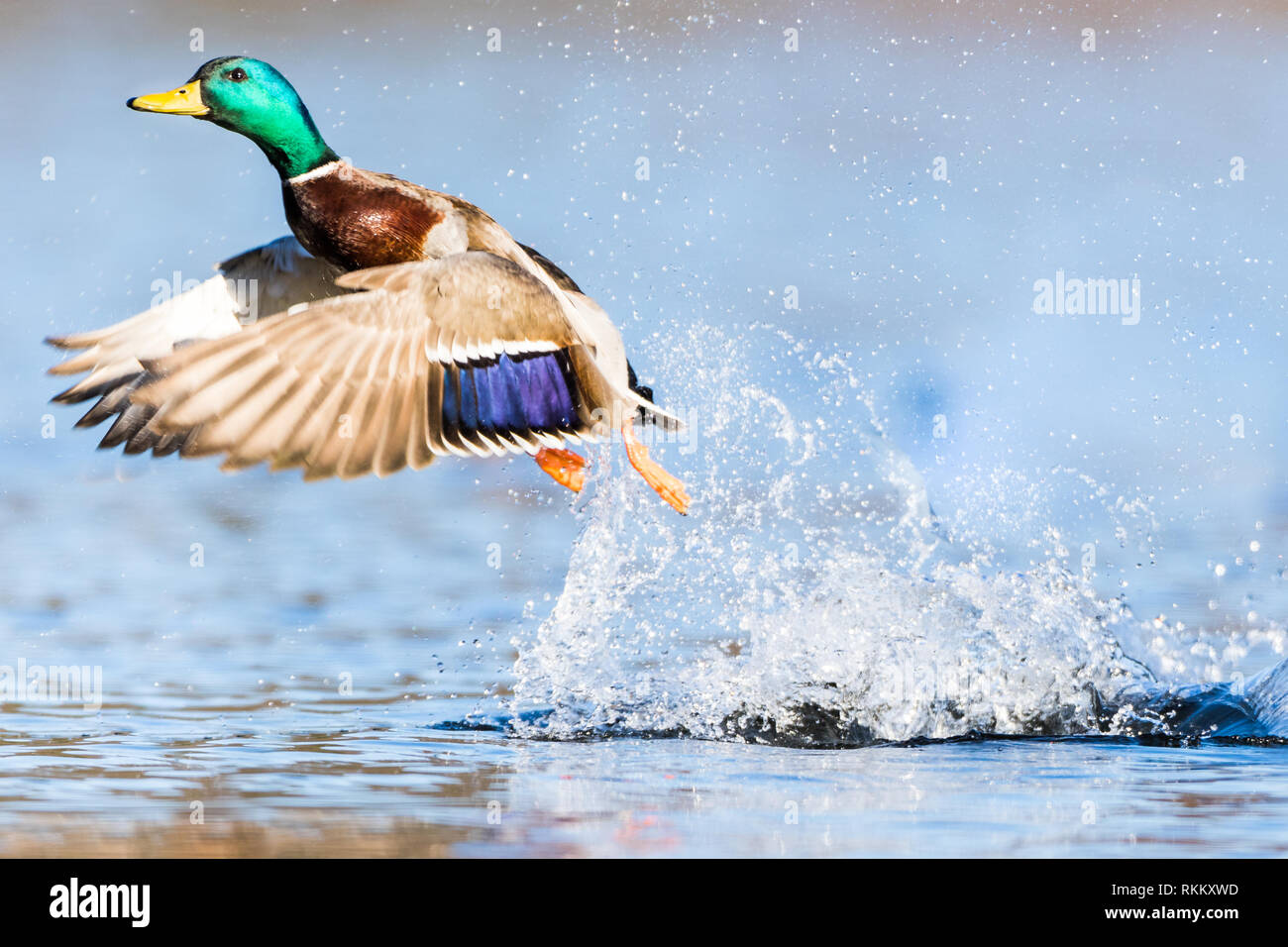 Männliche Stockente Flucht aus dem Wasser in Marlborough, Massachusetts. Stockfoto