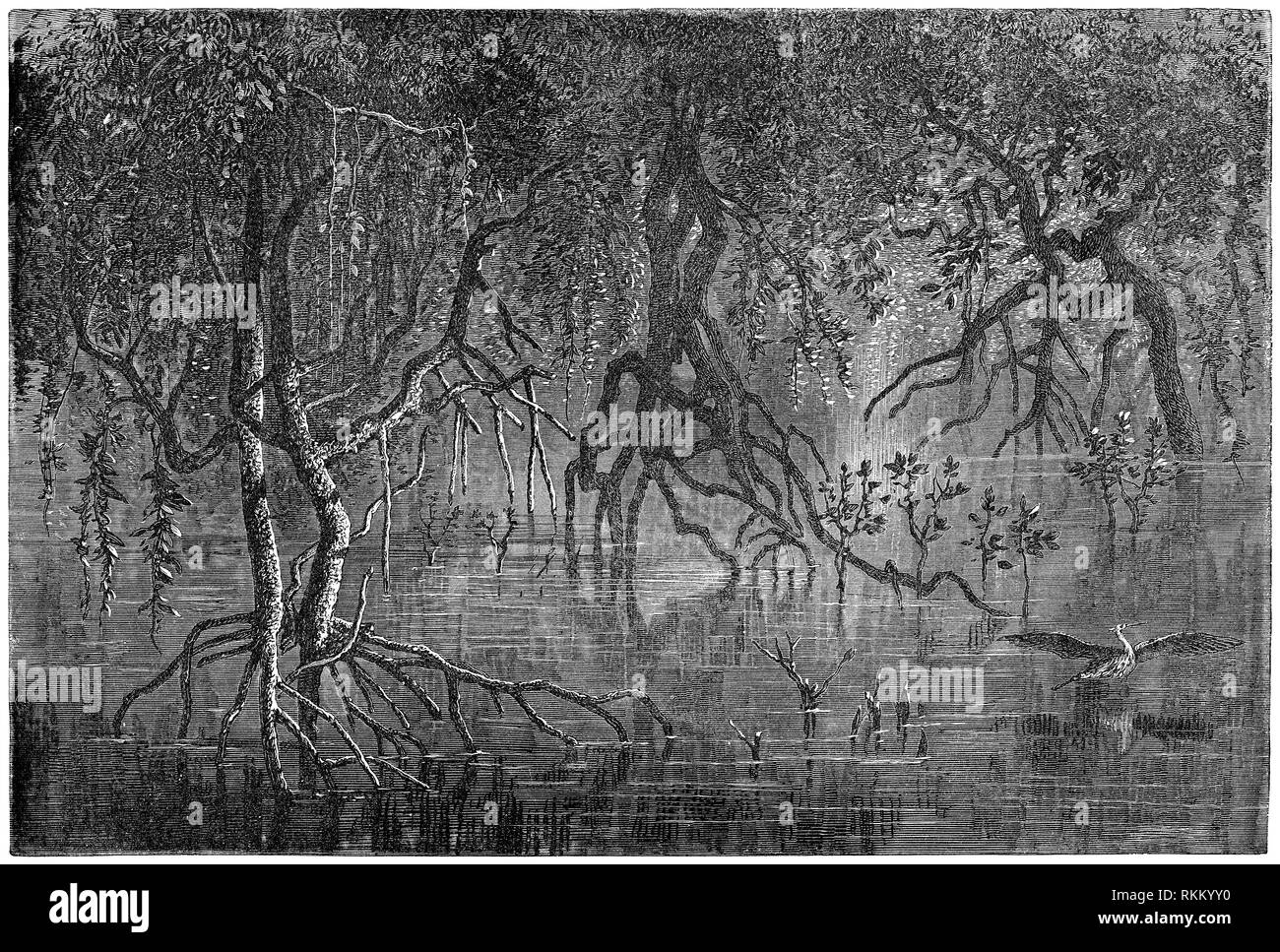 1880 vintage Gravur von Mangroven in der Nähe des Gehrar Halbinsel in der damaligen ägyptischen Sudan, Eritrea. Stockfoto