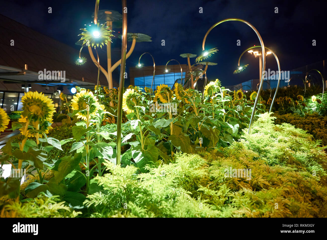 Singapur - ca. August 2016: Sonnenblume Garten am Flughafen Singapur Changi. Singapur Changi Airport ist der primäre zivilen Airport für Singapur, Stockfoto