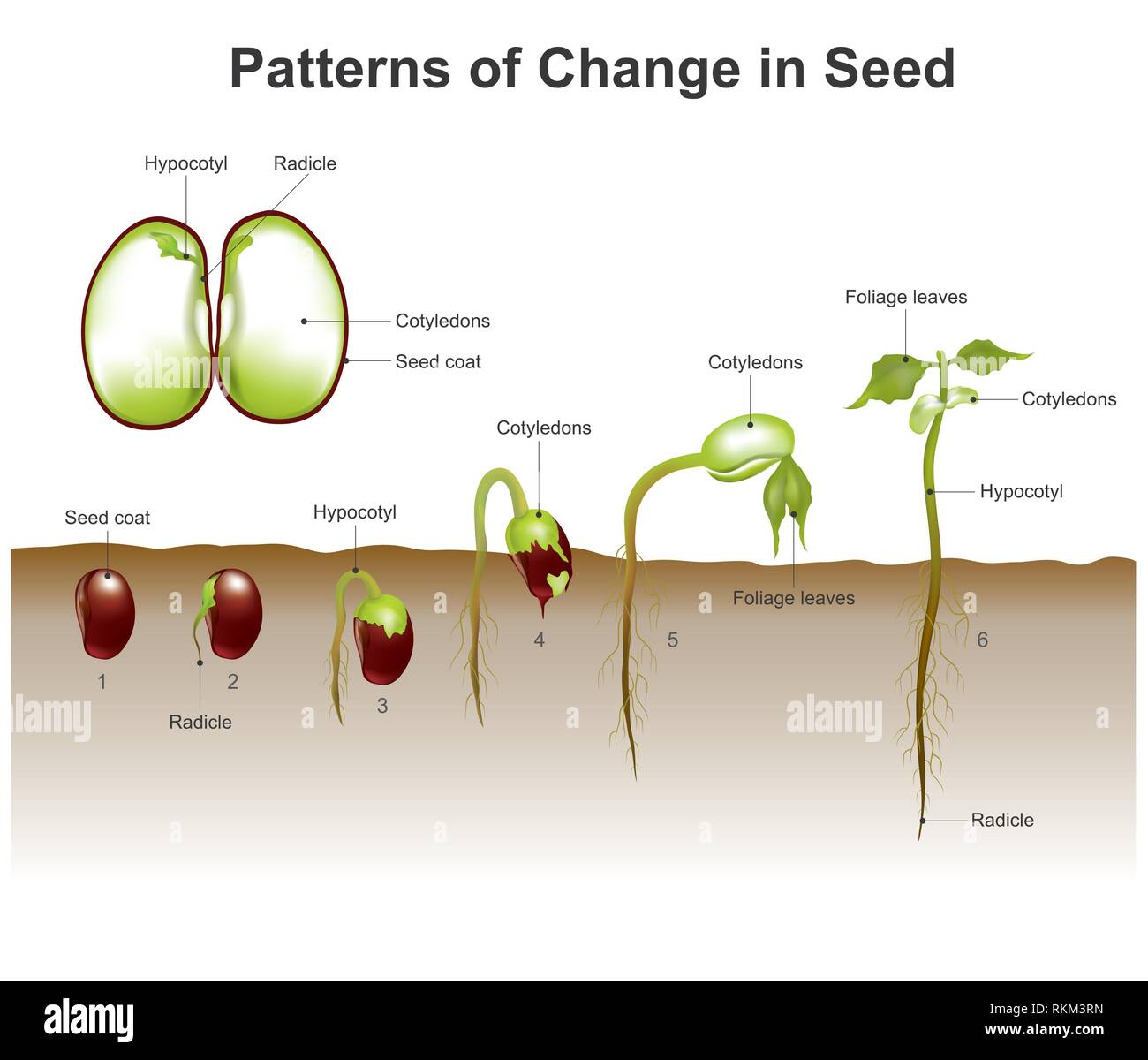 Семядоля гороха. Семядоли редиса. Строение семени редиса. Редис семядоля в разрезе. Семядоли каннабиса.