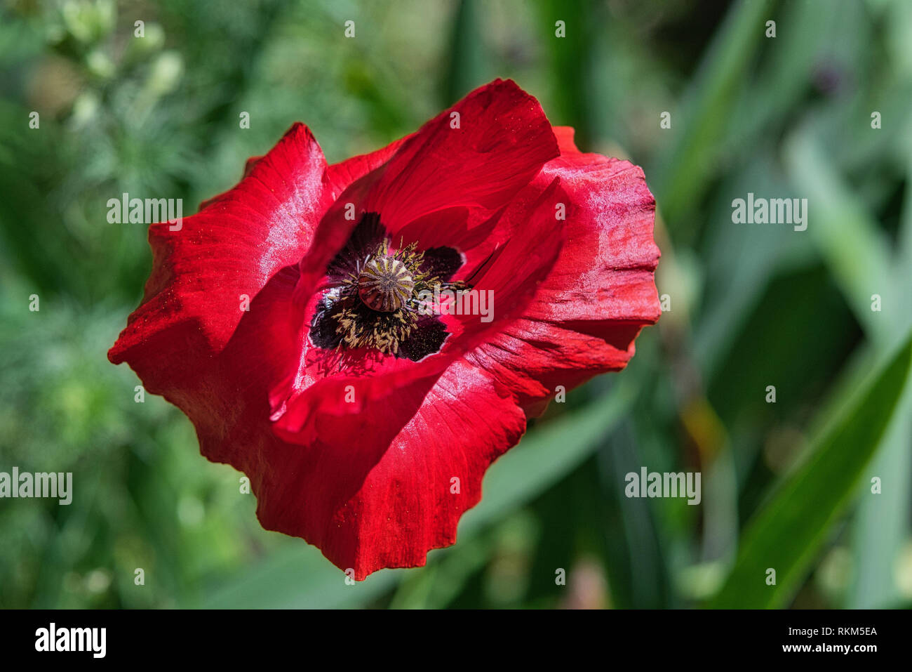 Schöne rote breadseed Mohn Blume im Wind auf einem grünen Frühling Garten. Sanfte Bewegungen in der Brise. Schlafmohn (Papaver somniferum). Stockfoto