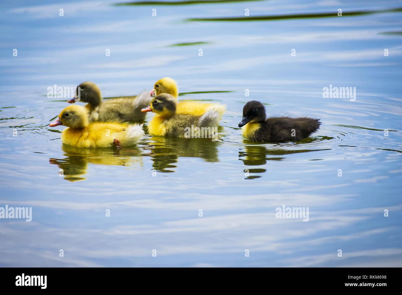 Niedliche Baby Enten im Teich Stockfoto
