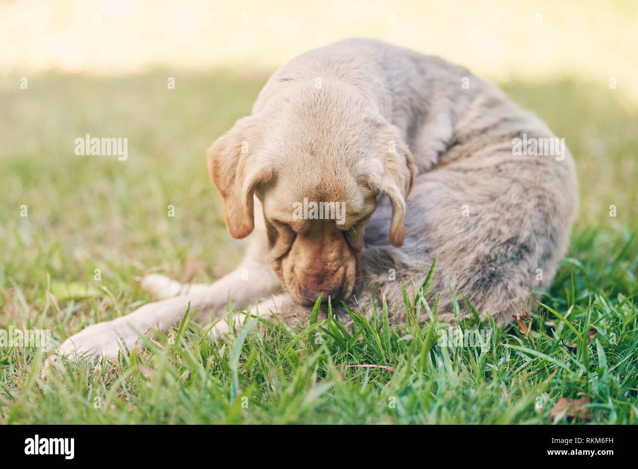 Brauner Labrador biss seine Haut Festlegung auf Gras Stockfoto