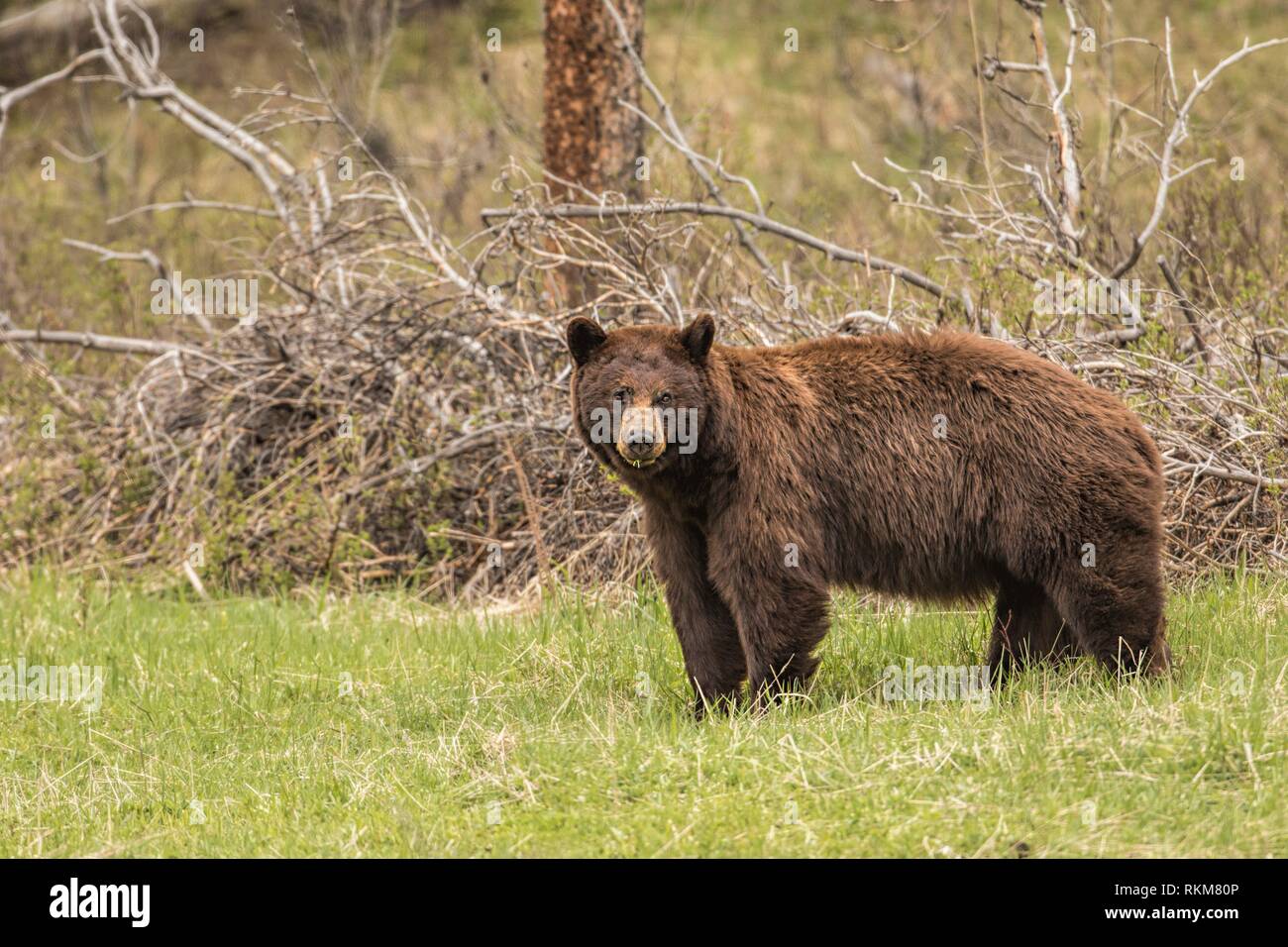 Grizzlybär (Ursus arctos Horribilis). Yellowstone Nationalpark, USA Stockfoto