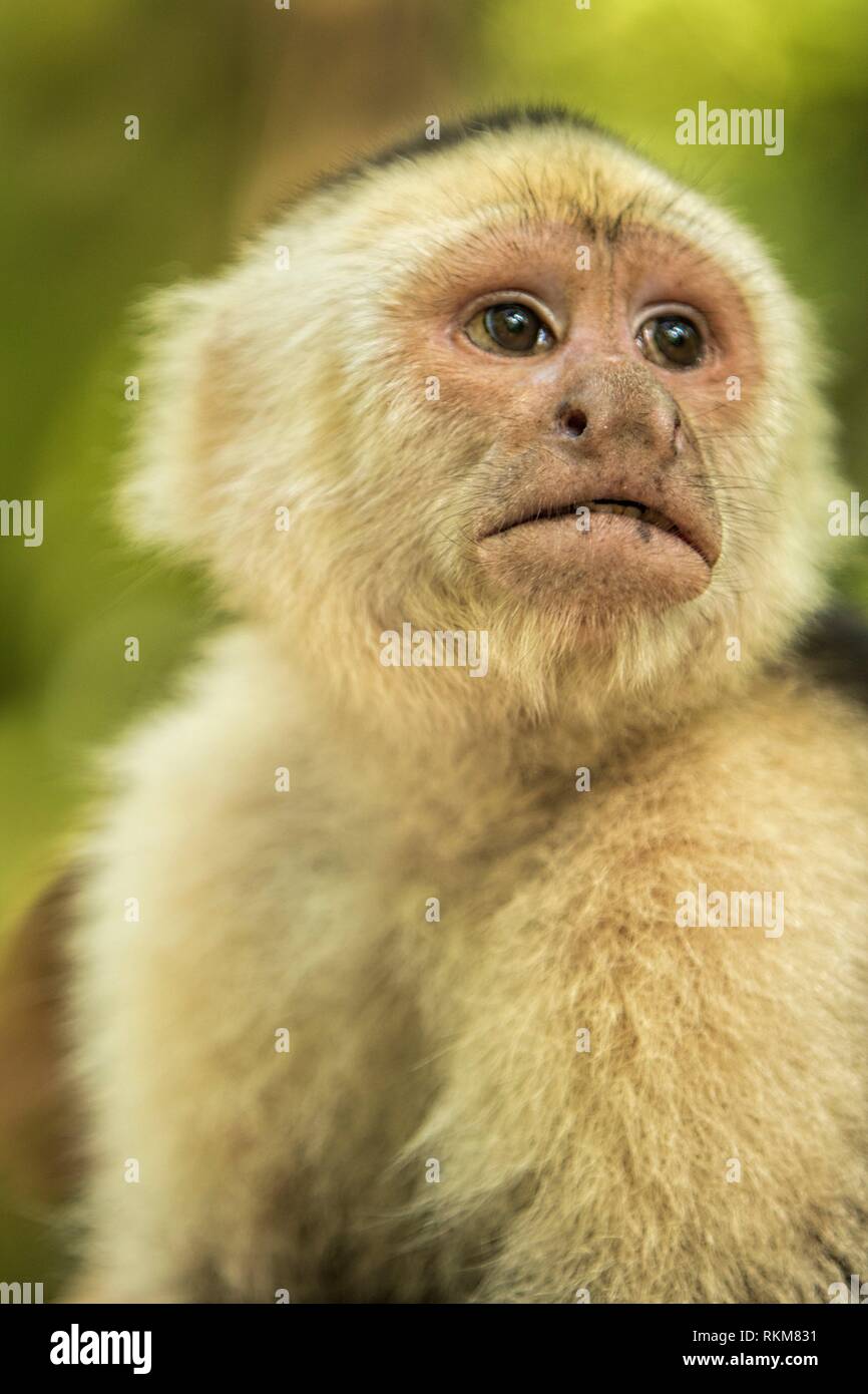 Niedlicher Kapuzineraffe Stockfotos Niedlicher Kapuzineraffe