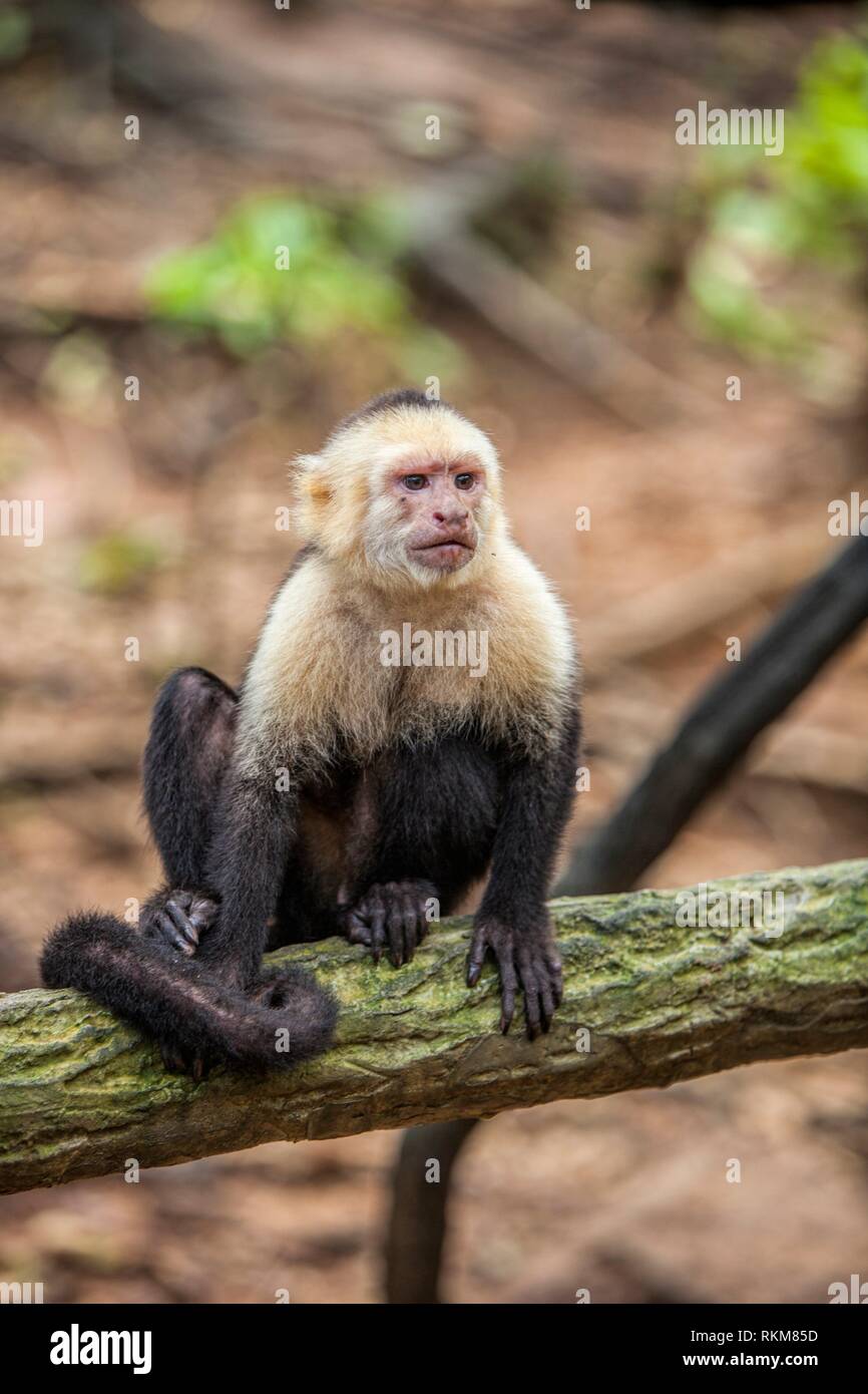 Niedlicher Kapuzineraffe Stockfotos Niedlicher Kapuzineraffe