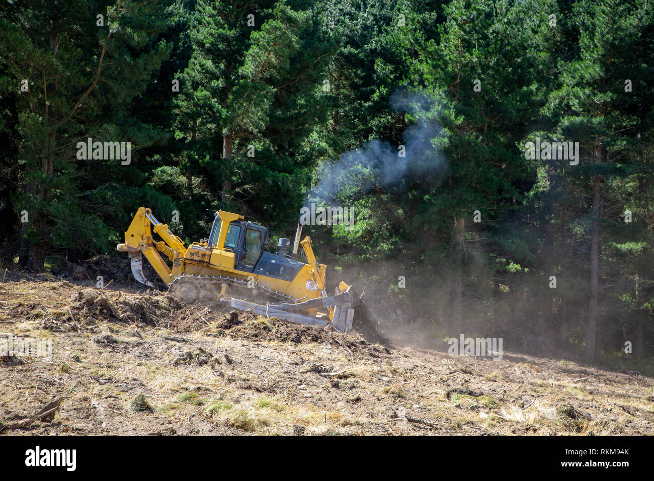 Einem großen gelben Bulldozer entfernt die Baumstümpfe und Wurzeln einer Forstwirtschaft Website zur neubepflanzung vorzubereiten Stockfoto