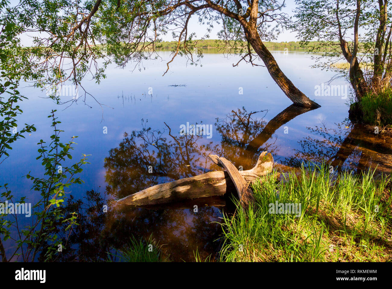 Biber zerbissen einen Baum im Wald in einem kleinen Fluss Stockfoto