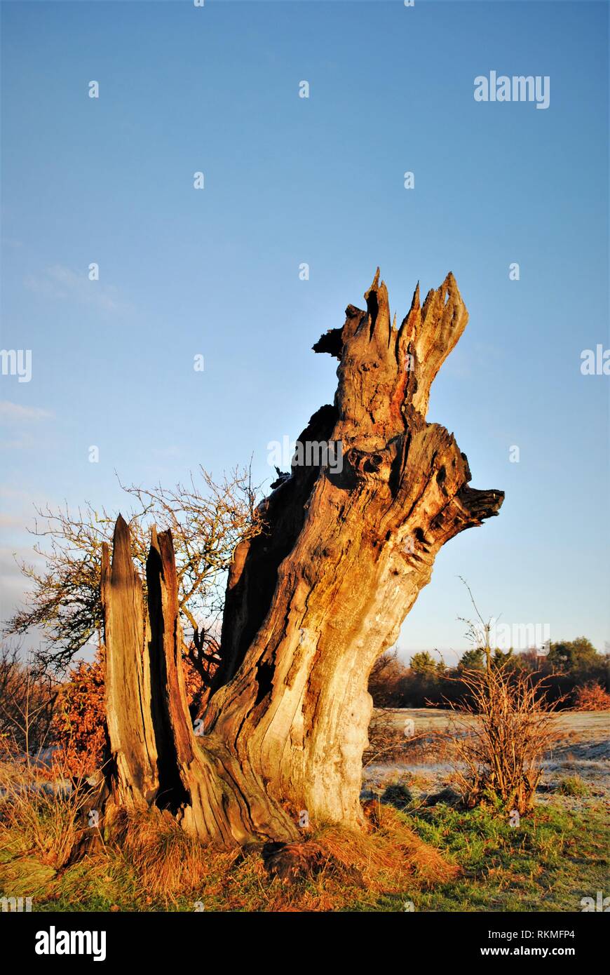 Toten Eiche, trunk Base stehend auf Waldrand im Winter Sonne Stockfoto