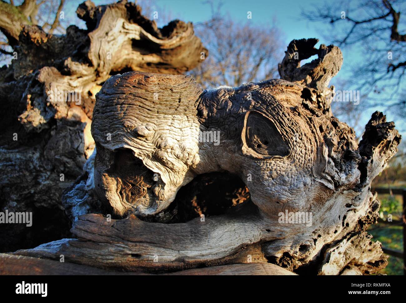 Gefallenen toten Eiche in Eichenwälder Nahaufnahme von knorrigen Holz trunk, detailreiche Bilder. Stockfoto