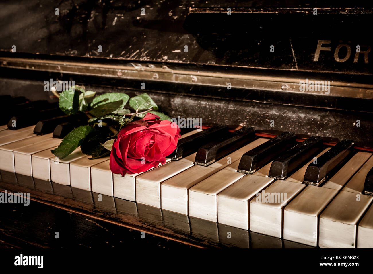 Rote Rose auf einem Klavier Stockfoto