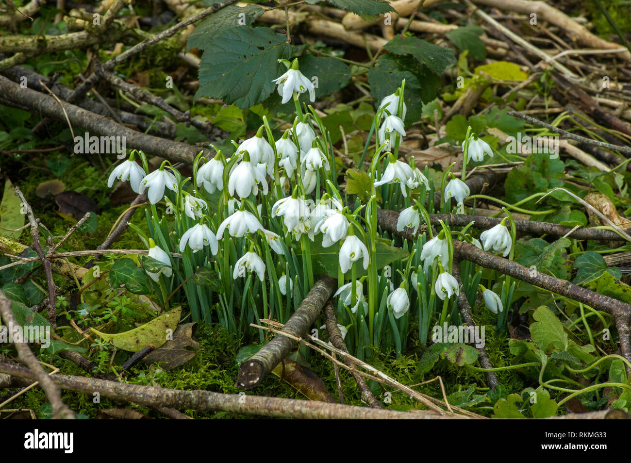 Diese frühen blühenden Pflanzen sind willkommen in mitten im Winter. Stockfoto