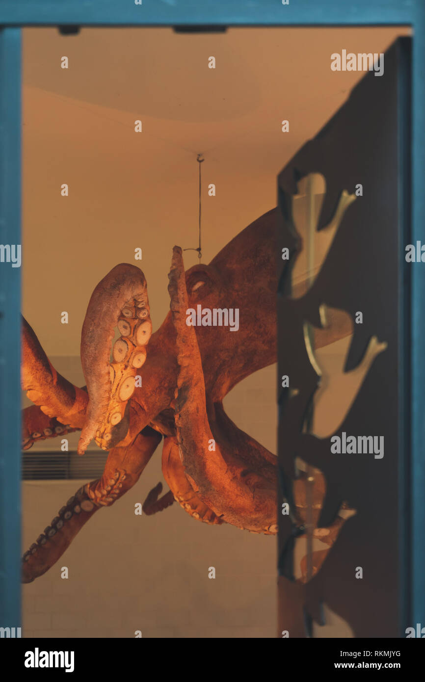 Lissabon, Portugal - 01/03/19: Giant Octopus in der Decke eines Shops in Downtown Chiado, in der Nähe von Principe Real, Royal Prince Gärten. Rote und Grüne Ba Stockfoto