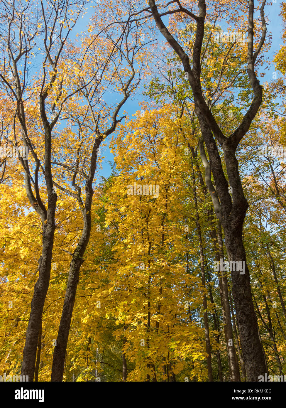 Bunte und helle Hintergrund gemacht von gefallenen Herbst Blätter. Stockfoto