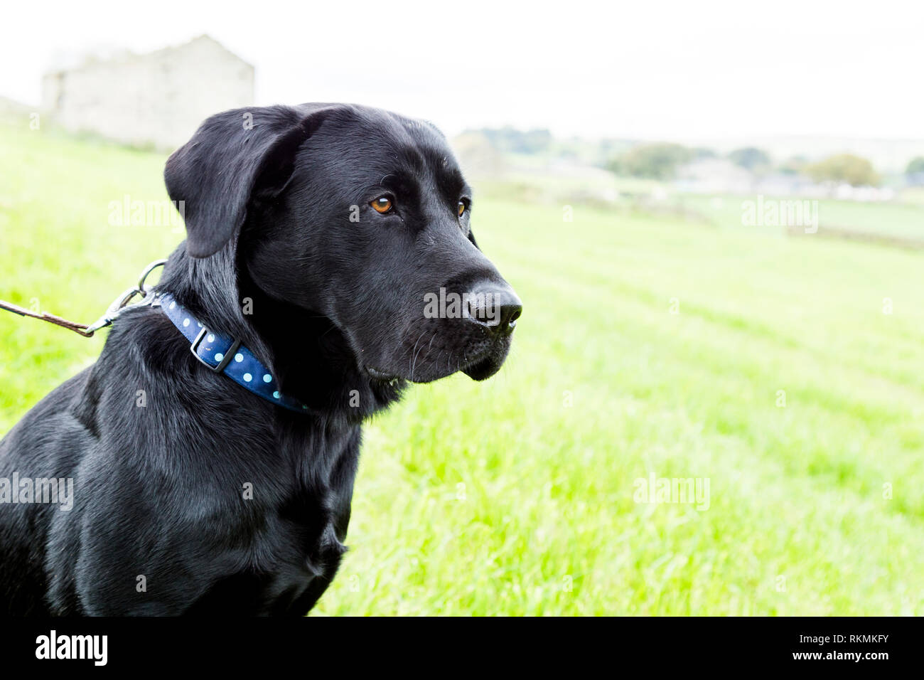 Ein schwarzer Labrador Retriever hautnah. Er ist in einem Feld, an der Leine befestigt. Stockfoto