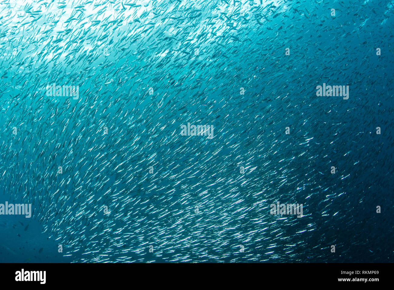 Eine große Schule von silversides schwimmt direkt an der Kante eines Korallenriffs in Raja Ampat, Indonesien. Diese kleinen, silbernen Fisch enden häufig als Beute. Stockfoto