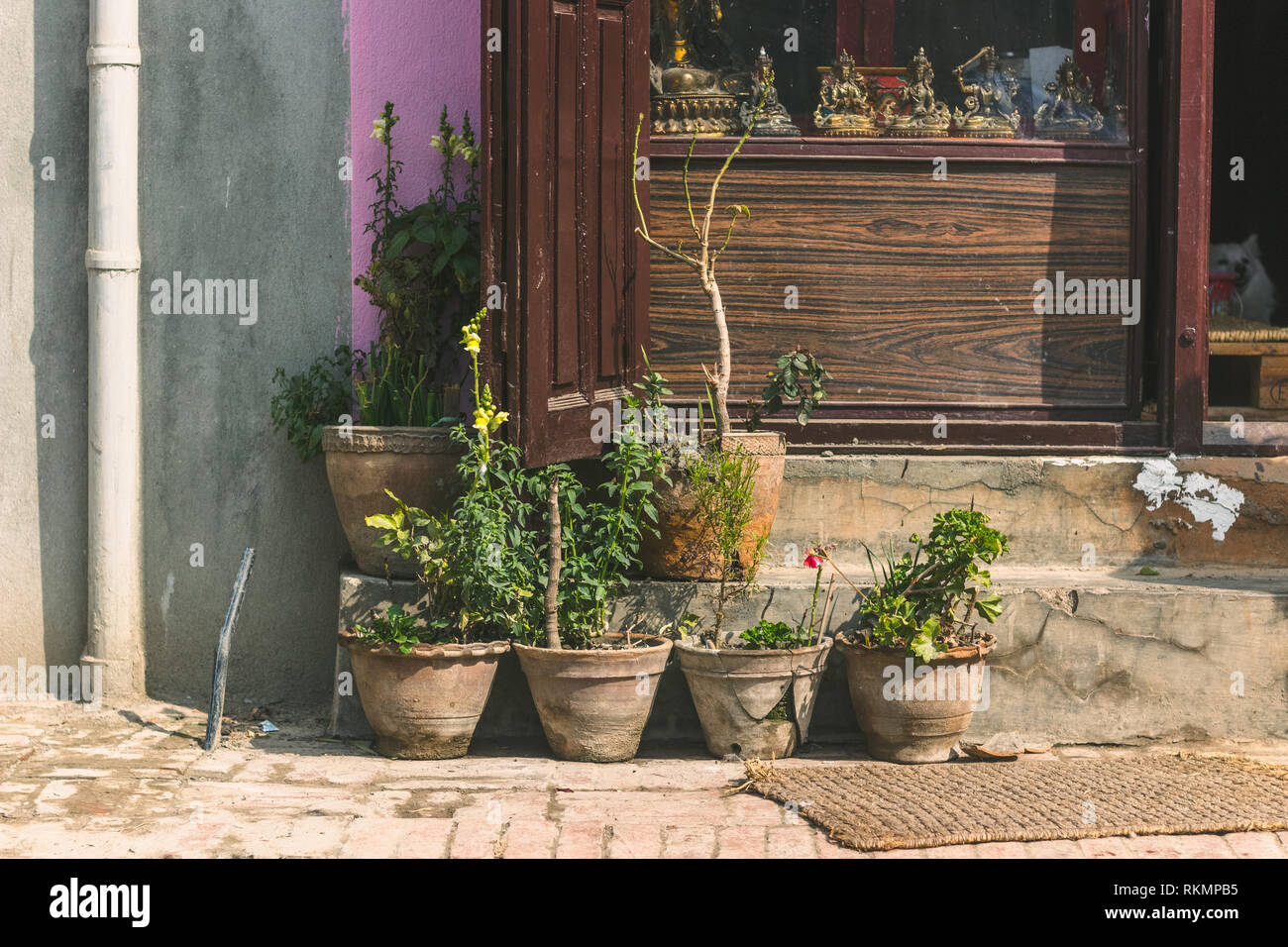 Pflanzen in Vase, einen septischen Pie außerhalb eines Shop Stockfoto