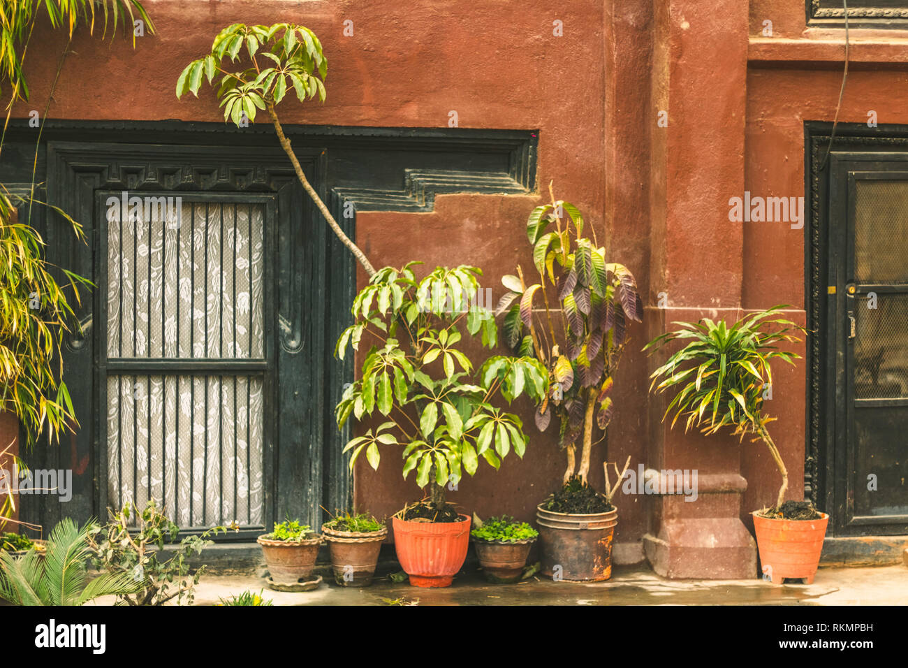 Pflanzen in der Vase eine rote Wand und einem weißen Vorhang Stockfoto