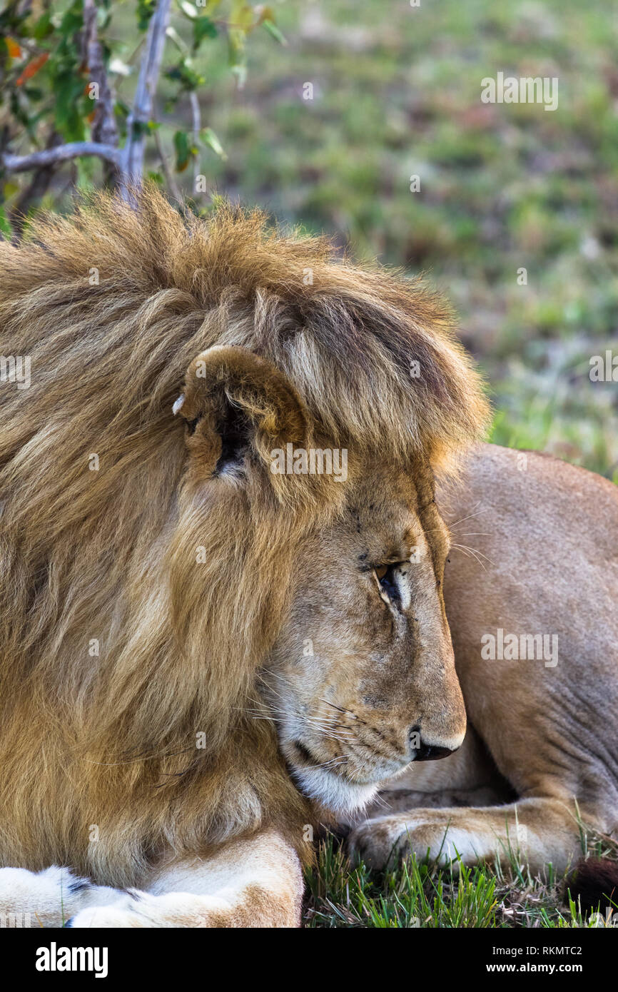 Kopf der schönen Löwen. Savanne in Afrika, Kenia Stockfoto