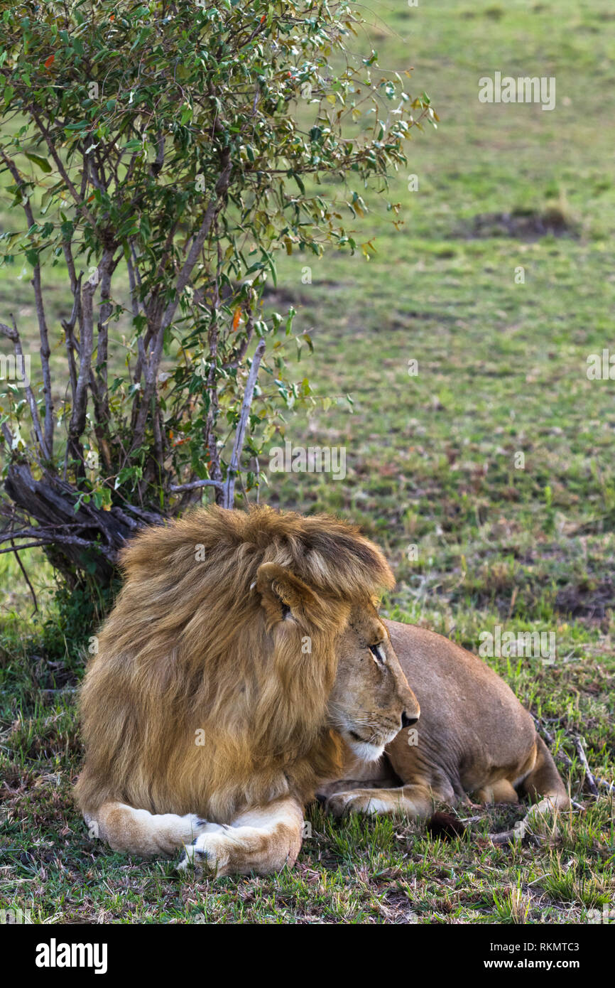 Porträt der schönen Löwen. Savanne Afrikas. Stockfoto
