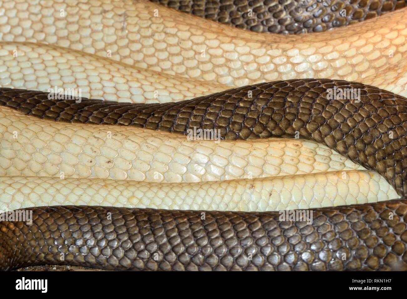 Cobra stellen und Schuppen. Gefangen. Native, Reptilien Reptilien Zoo, Vaughan, Ontario, Kanada. Stockfoto