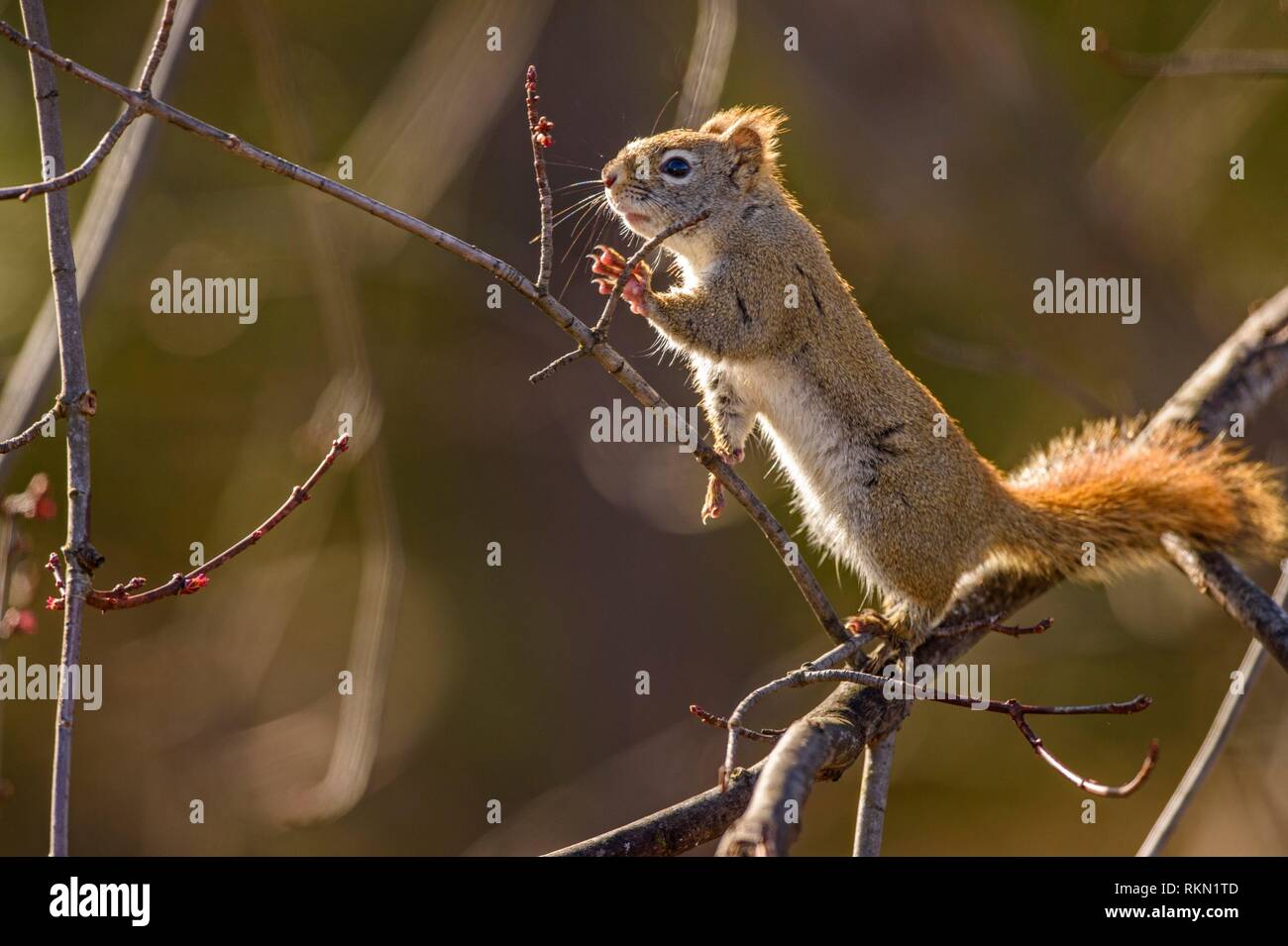 Eichhörnchen (Tamiasciurus hudsonicus) im Frühjahr Ahorn,, Ontario, Kanada. Stockfoto