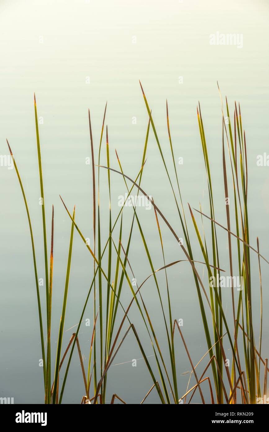 Narrow-Blatt (cattail Typha angustifolia) entlang der Küste von Picknick Teich, St. Marks NWR, Florida, USA. Stockfoto