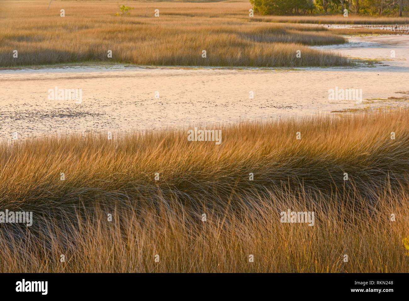 Salzwasser marsh Gräser, St. Marks NWR, Florida, USA. Stockfoto
