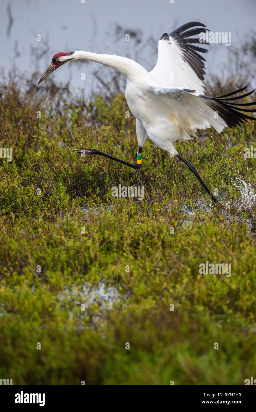 Whooping crane (Grus Americana) Ausstellenden territoriale Verhalten, Aransas NWR, Texas, USA. Stockfoto