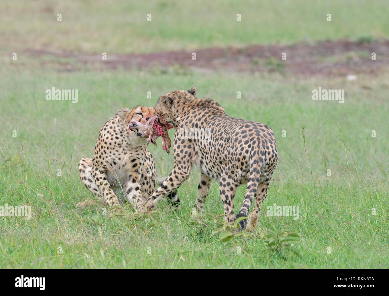 Tauziehen für Gazelle Fleisch Stockfoto