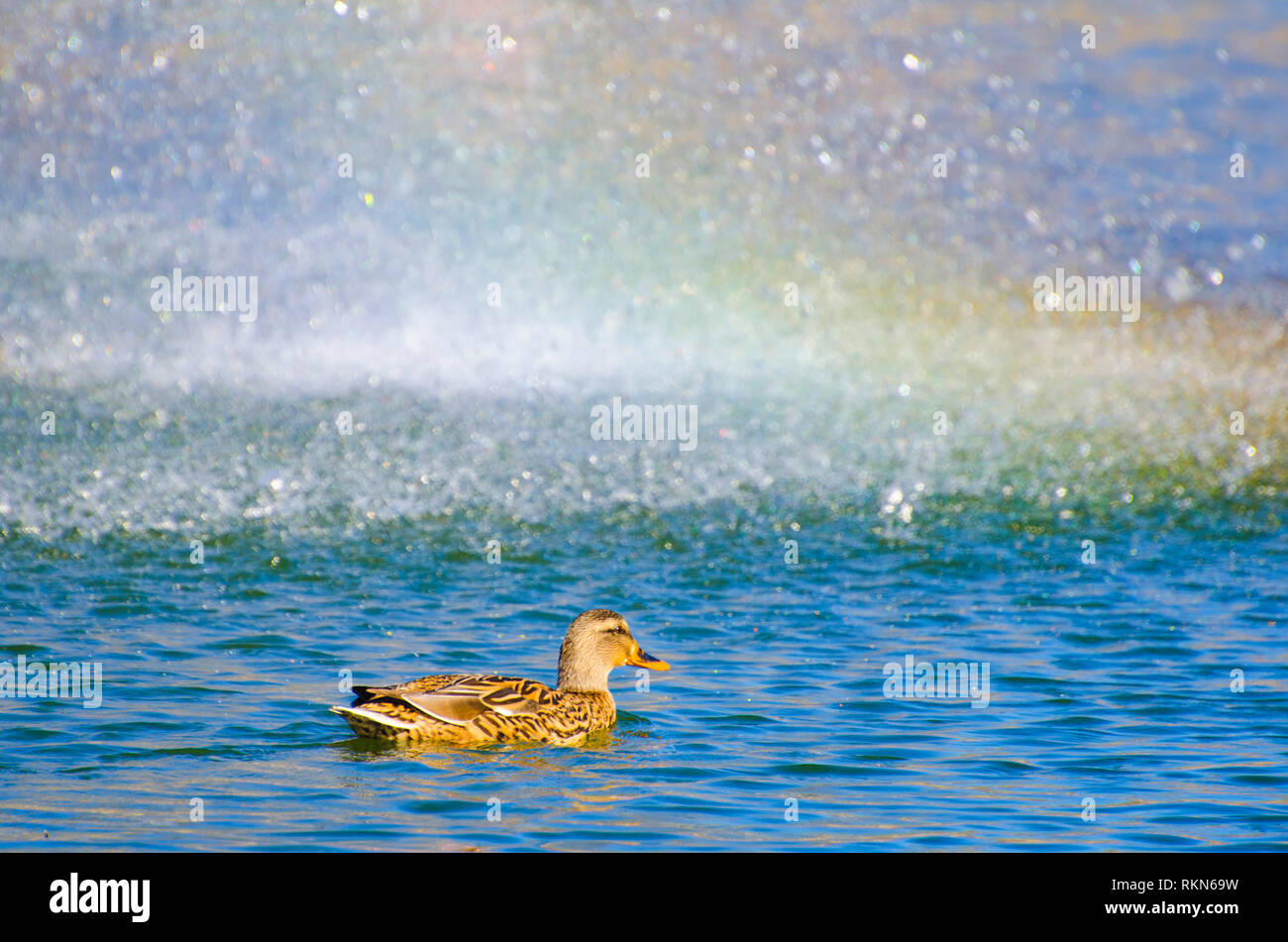 Enten am Teich Stockfoto